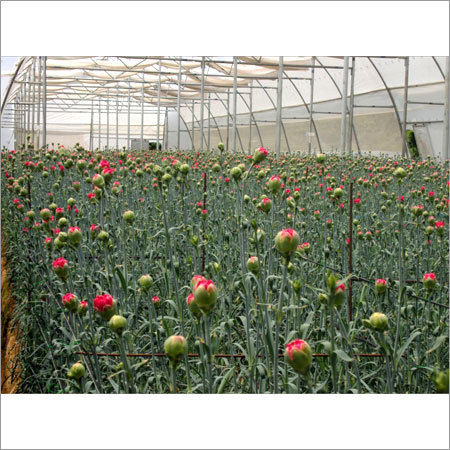 Silver Natural Chrysanthemum Flower