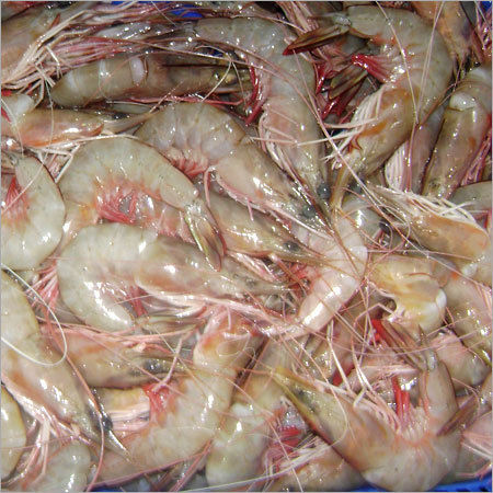 White Sea Shrimps