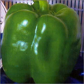 Capsicum