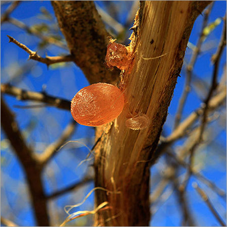 Natural Gum Arabic Brix (%): 80 %