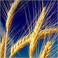 Wheat commodities