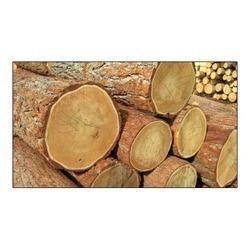 Neem Wood Timber Logs