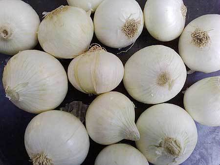 White Onion