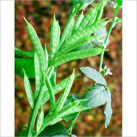 Guar Gum Plant - Chemical Free Cultivation | Ideal for Human and Animal Nutrition, Cattle Feed, Salad and Vegetable Preparation