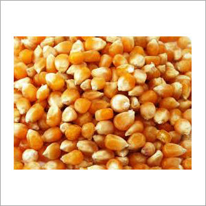 Maize Grain