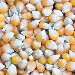 Yellow Maize Seeds