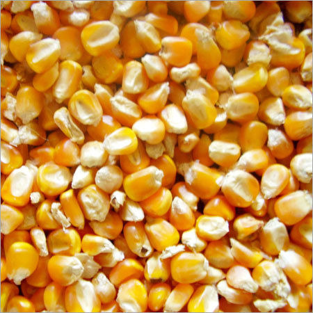 Yellow Maize Seeds