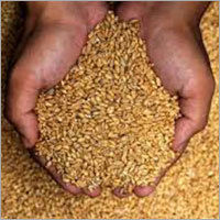 Wheat Cereal Grain