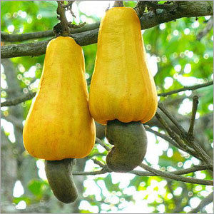 Cashew Nut Shells