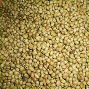 Coriander