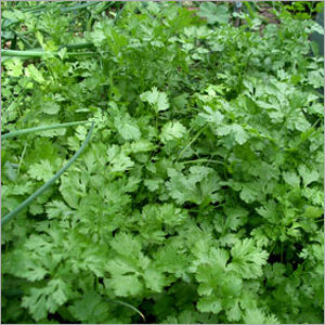 Common Herb Coriander