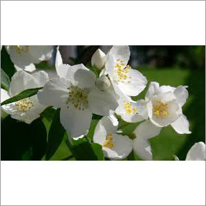 Jasmine Flowers