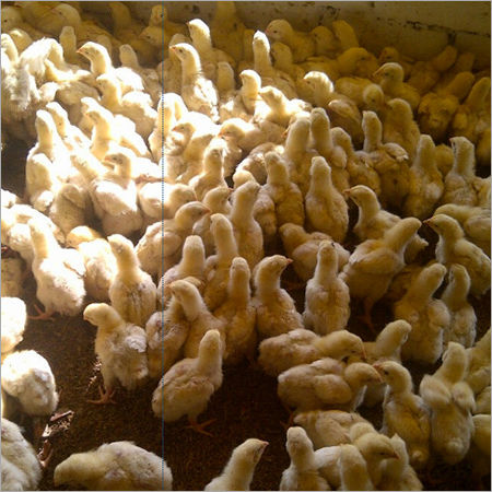 Chicken Poultry Farming By ABAARD LIMITED