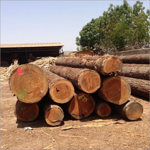 pine wood timber