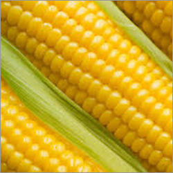 Organic Yellow Maize