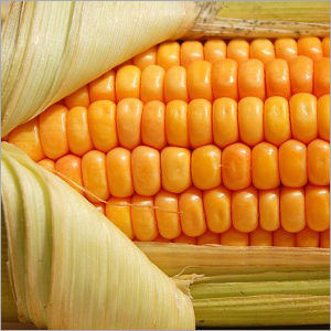 Organic Yellow Maize