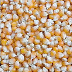 Yellow Maize