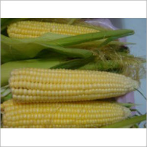 Yellow Maize