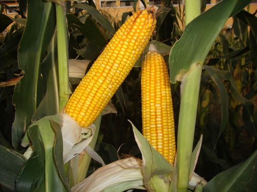 Yellow Maize