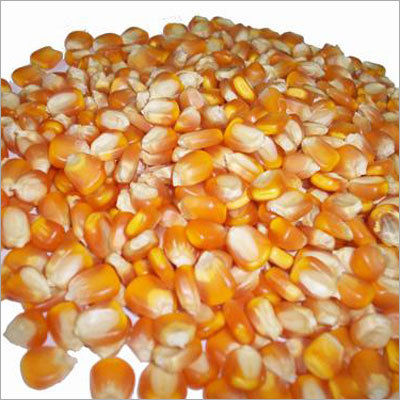 Yellow Maize Corn