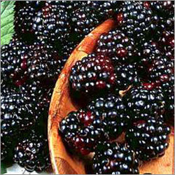 Blackberry Fruit