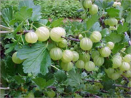 Fresh Amla Fruits