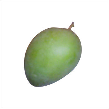 Fresh Mango Fruit