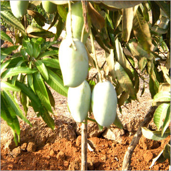 Natural Mango Fruits