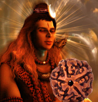 5 Mukhi Rudraksha