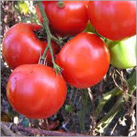 Farm Fresh Tomatoes Frequency: 50 Hertz (Hz)