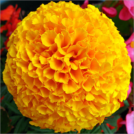 Fresh Marigold Flower