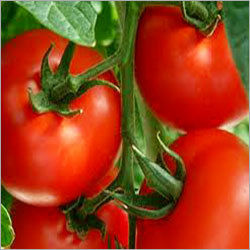 Fresh Red Tomatoe