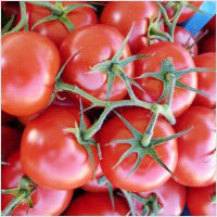 Fresh Red Tomatoes