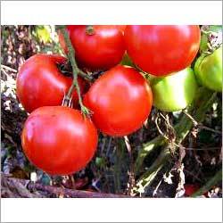 Fresh Tomatoes