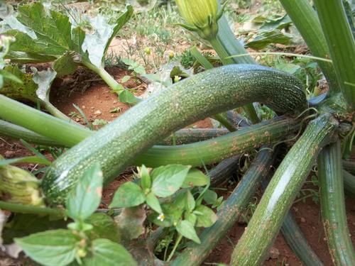 Fresh Zucchini