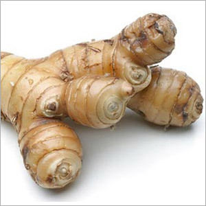 Galangal Roots