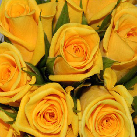 Portable Gold Strike Yellow Rose