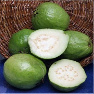 Guava