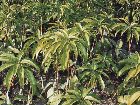 Hybrid Mango Plants