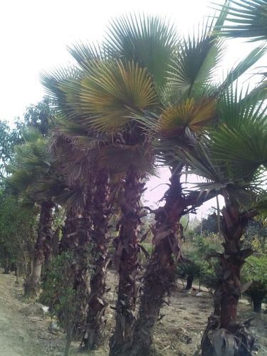 Outdoor washingtonia Palm Tree