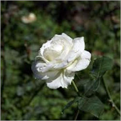 Durable White Rose