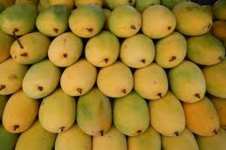 Gujarati Kesar mango
