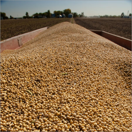 Organic Soybean Seeds