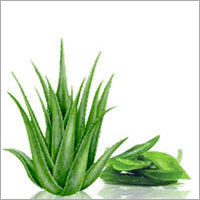 Aloe Vera (Gwarpatha) Juice