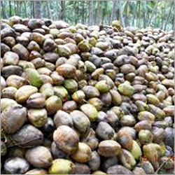 Bulk Coconuts