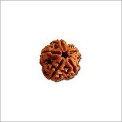 Five Mukhi Rudraksha