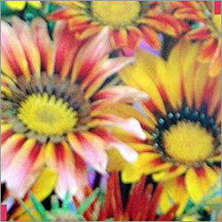 Gazania Giant Mix