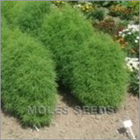 Kochia childsii