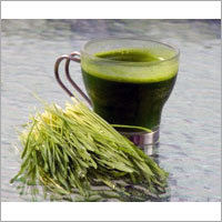 Wheat Grass Juice