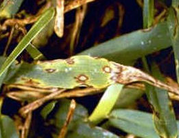 Leaf Spot